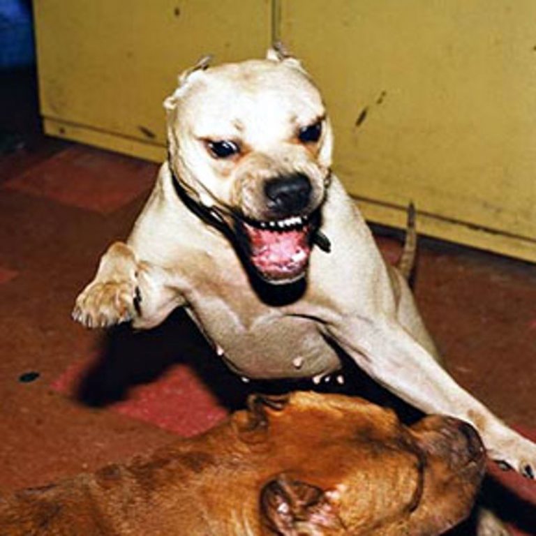 Pitbull usato per lotte clandestine la storia tremenda lotte clandestine