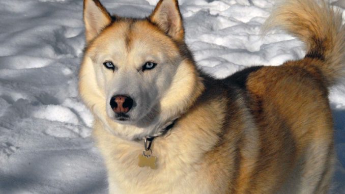 Siberian_Husky_sable