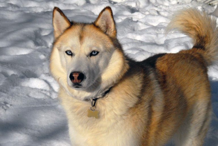 Siberian_Husky_sable