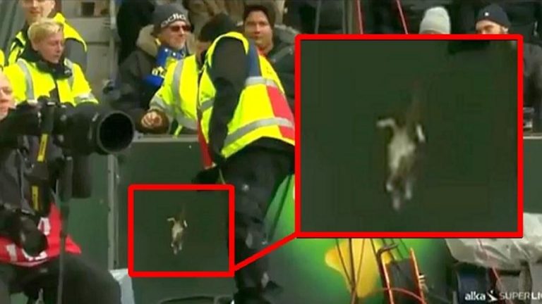 Vergogna Ultras lanciati topi morti sui giocatori vergogna