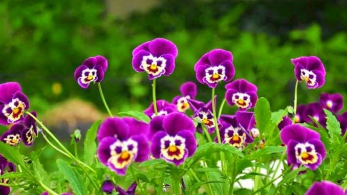 Viola del pensiero fiori