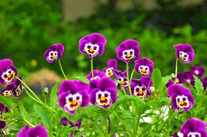 Viola del pensiero fiori