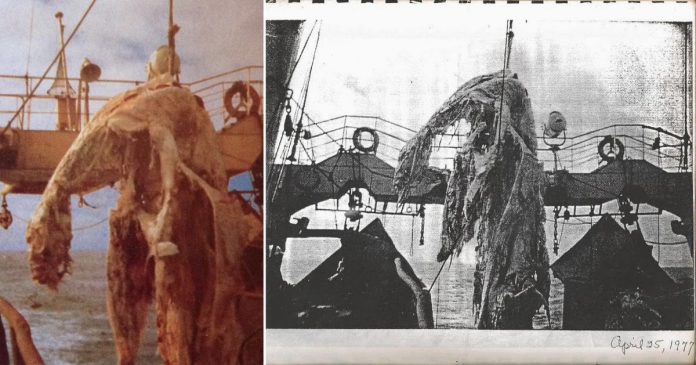Zuiyu Maru la storia del mostro pescato nel 1977 mostro