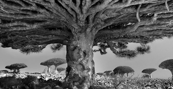 Le foto di Beth Moon mostrano gli alberi più vecchi del mondo beth moon