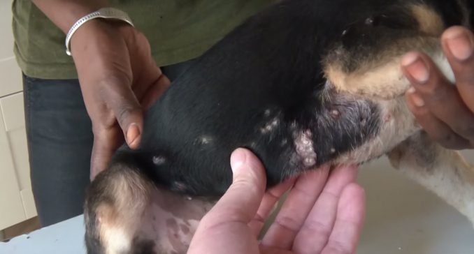 Cagnolina divorata dall'interno dalla mosca tumbu Cagnolina divorata dall'interno dalla mosca tumbu