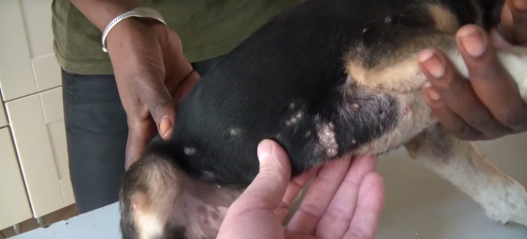 Cagnolina divorata dall'interno dalla mosca tumbu Cagnolina divorata dall'interno dalla mosca tumbu