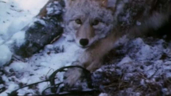 coyote 2 coyote