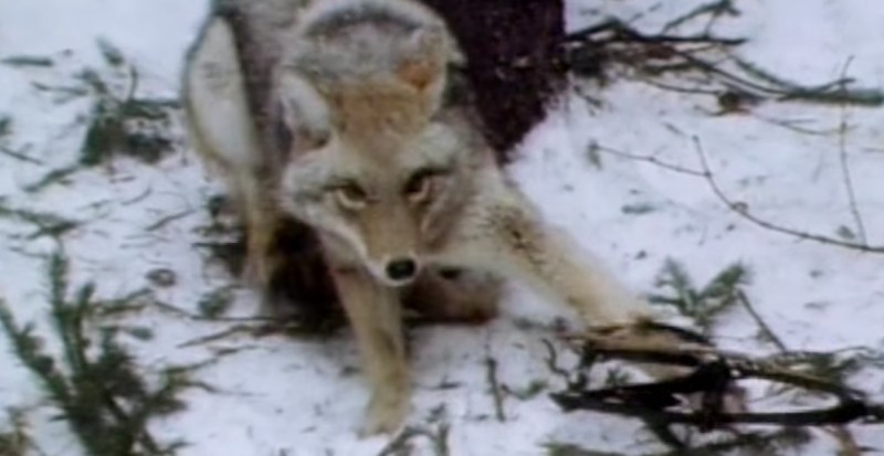 coyote 3