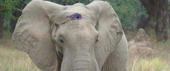 Elefante con proiettile nel cranio: è vivo per miracolo Elefante con proiettile nel cranio: è vivo per miracolo