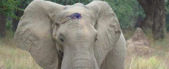 Elefante con proiettile nel cranio: è vivo per miracolo Elefante con proiettile nel cranio: è vivo per miracolo