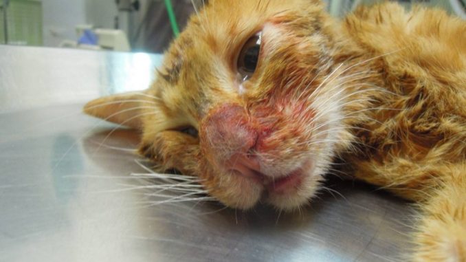 Gattina picchiata da un uomo crudele. Ecco la storia Gattina picchiata da un uomo crudele. Ecco la storia