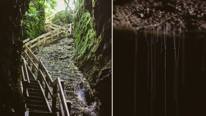 Nuova Zelanda: fotografo scopre creature strane in grotta Nuova Zelanda: fotografo scopre creature strane in grotta