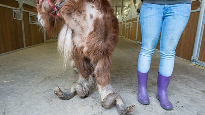 Pony malnutrito: gli animalisti si indignano e insorgono Pony malnutrito: gli animalisti si indignano e insorgono