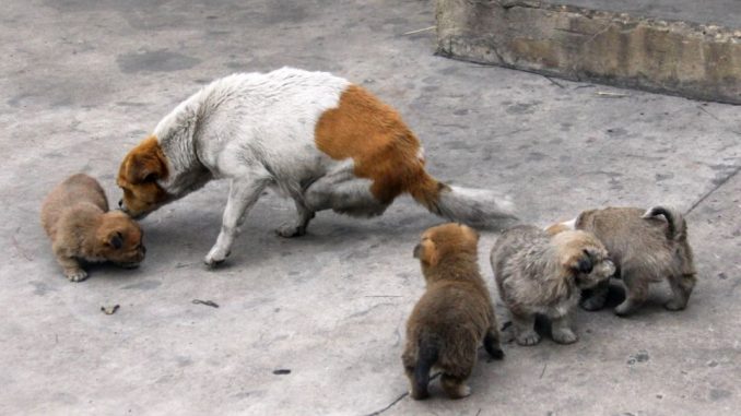 Cagnetta in difficoltà: animalisti la soccorrono in extremis cagnetta