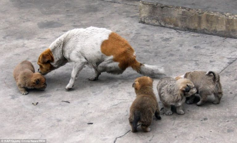 Cagnetta in difficoltà: animalisti la soccorrono in extremis cagnetta