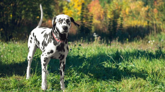 Milano: cane divorato dalle larve, padrone viene denunciato larve