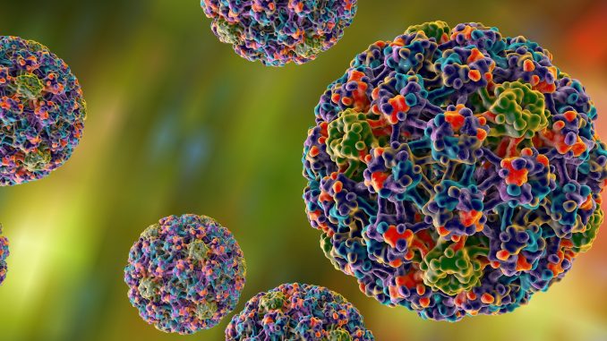 PAPILLOMA VIRUS. PAPILLOMA VIRUS.