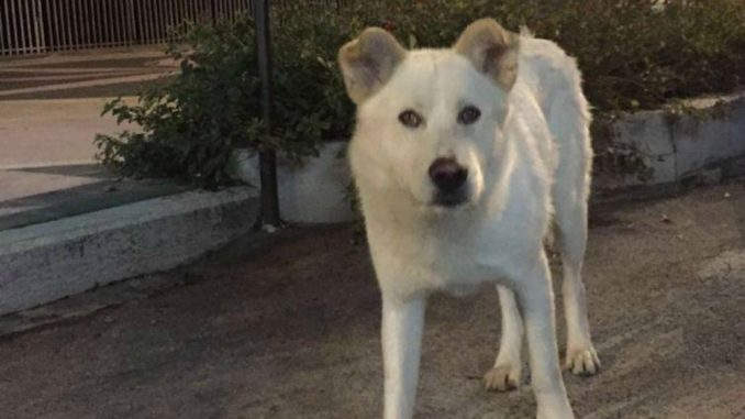 Massacro del cane Angelo arriva la condanna per i 4 ragazzi condanna