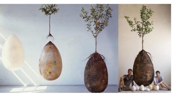 Capsula Mundi Capsula Mundi