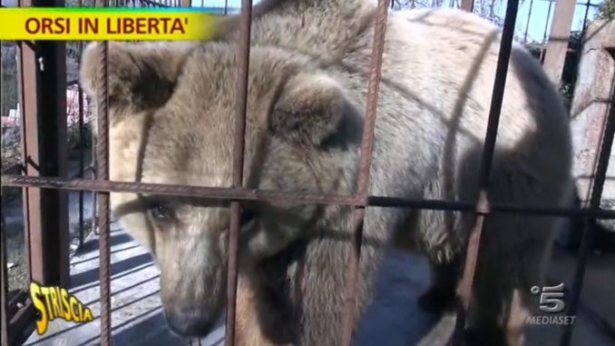 Albania Zoo-lager