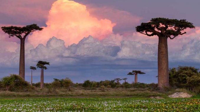Baobab-Alley-Madagascar-pi Madagascar