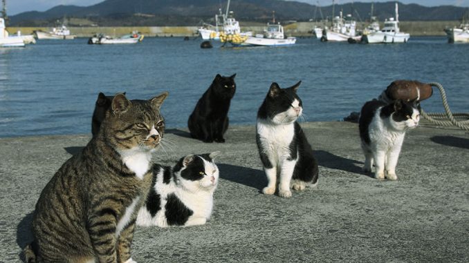 Giappone Gatti al porto