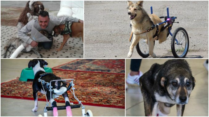 Rovato all'Associazione Casa Bau dove i cani riprendono a vivere riprendono