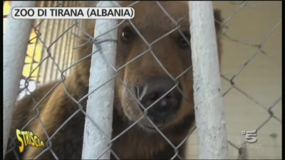 Nello zoo di Tirana