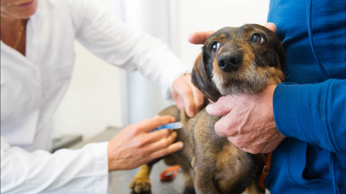 Il veterinario è il miglior amico del cane. La campagna sociale veterinario