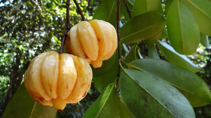 garcinia-cambogia-342760_960_720