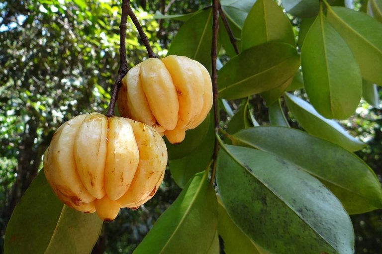 garcinia-cambogia-342760_960_720