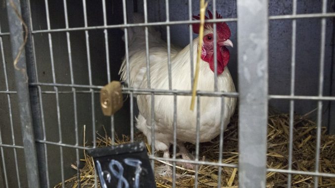 chicken-678066_960_720 galline in gabbia