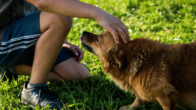 Idee regalo per cane da appartamento Idee regalo per cane da appartamento