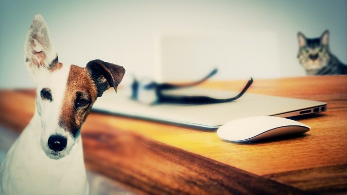 dog-624952_960_720