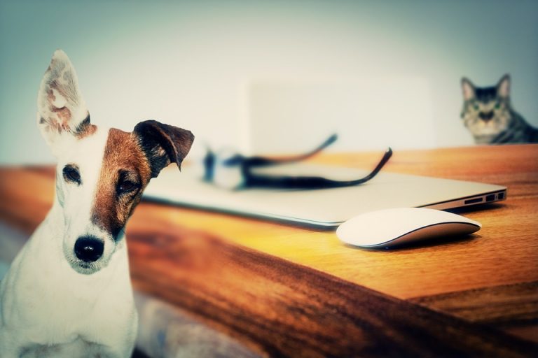 dog-624952_960_720
