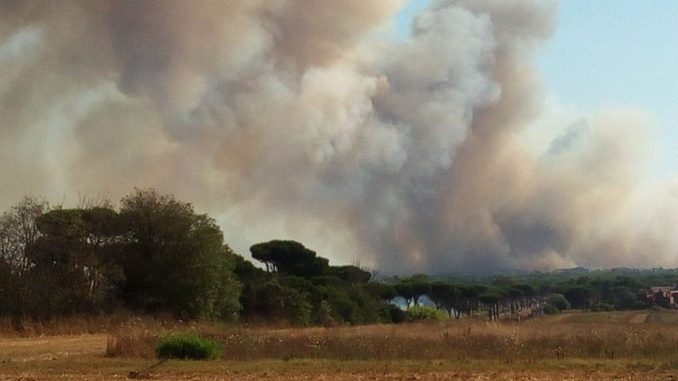 incendio pineta ostia incendio pineta ostia