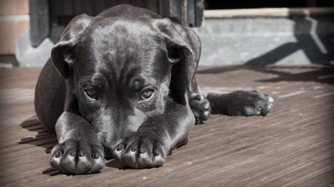 Uccide il cane a martellate perché stressato Uccide il cane a martellate perché stressato