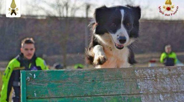 Morta cercando un disperso: Amatrice dedica al cane Camilla una statua Amatrice