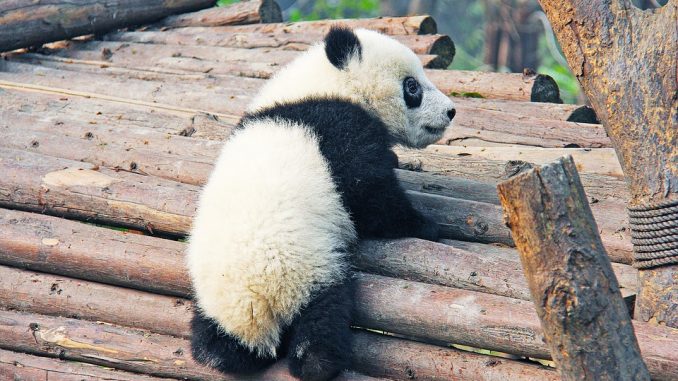 Kit WWF Kit WWF