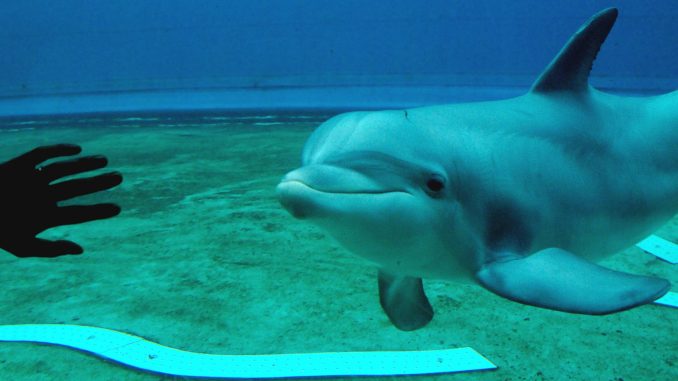 delfino, acquario genova animalisti