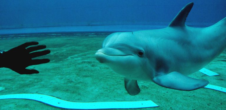 delfino, acquario genova animalisti