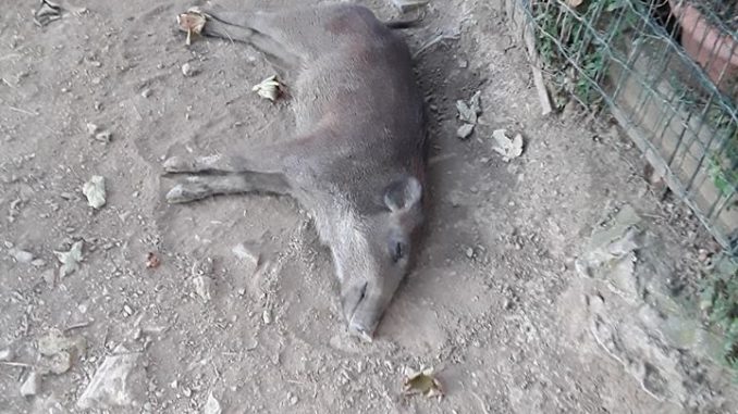 cinghiale cingliale