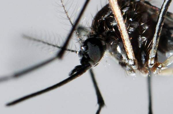 Chikungunya