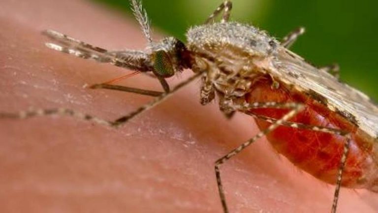 Bimba morta di Malaria: 'Possibile averla contratta in ospedale a Trento' malaria