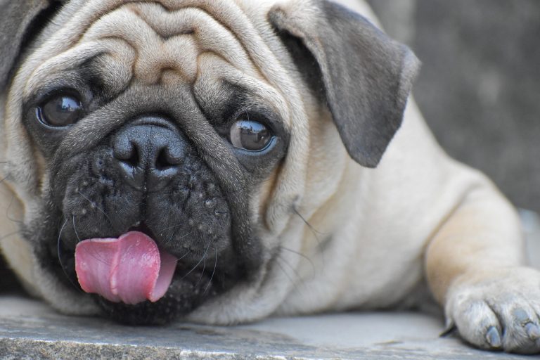 Ragazzo insegna al suo cane il saluto nazista: denunciato nazismo