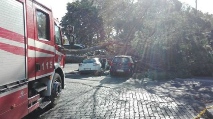 Crolla un grosso albero sul Lungovetevere: colpite tre auto, almeno un ferito