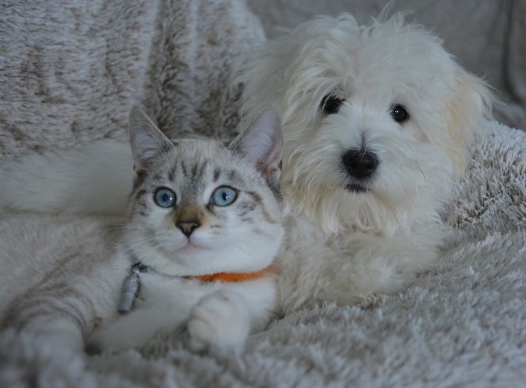 I migliori prodotti per il tuo animale domestico I migliori prodotti per il tuo animale domestico