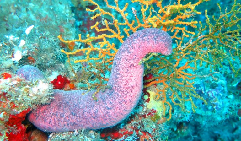 sea-cucumber-2064541_960_720