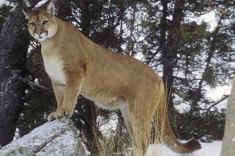 il puma il puma