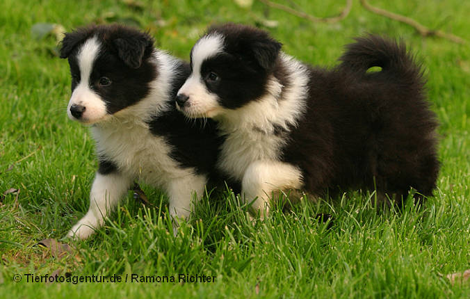 ub00002h5bordercollie